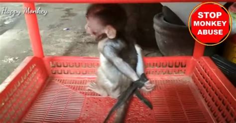 monkey torture guy|pet baby monkeys abused by owners.